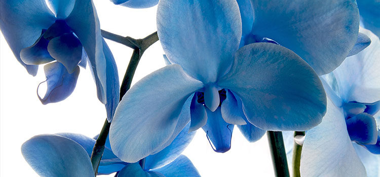 Imagen de la orquídea Blue Mystique sobre la que se ha inspirado la nueva fragancia de Beyoncé