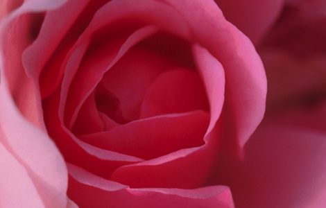El agua de rosas tiene grandes beneficios para la piel