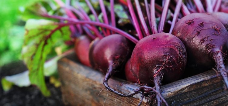 Beets are rich in vitamins and minerals
