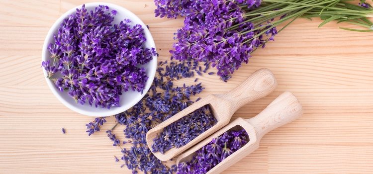Lavender is one of the most used ingredients in cases of acne, psoriasis or thin skin.