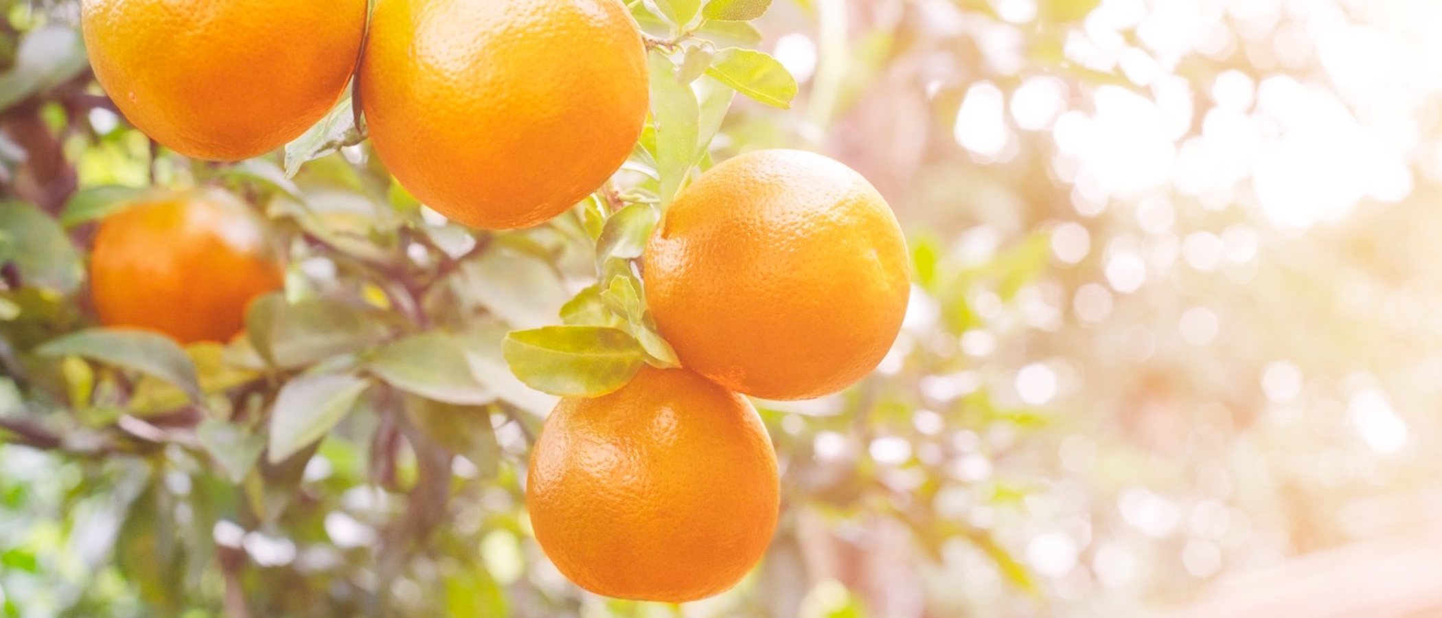 6 beneficios de la naranja para tu piel