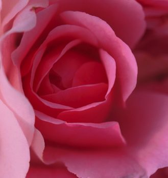 Los beneficios del agua de rosas en la piel