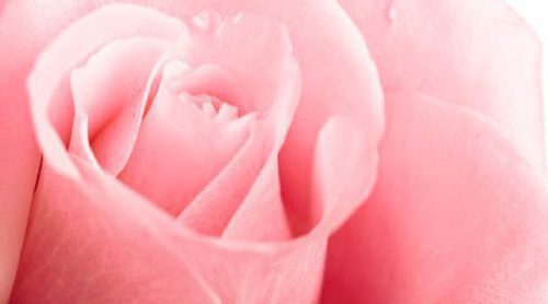 Prada lanza 'Infusion de Rose', un perfume con la esencia de las mejores rosas